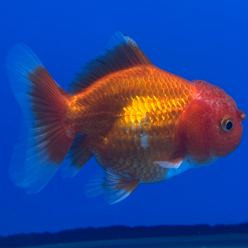 Thai Oranda Red/White 2.5” Body Female(CK-1002)R3B18