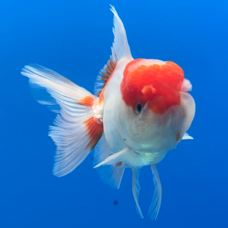 Thai Oranda Red/White 2.5” Body Male(CK-1294)R3B01