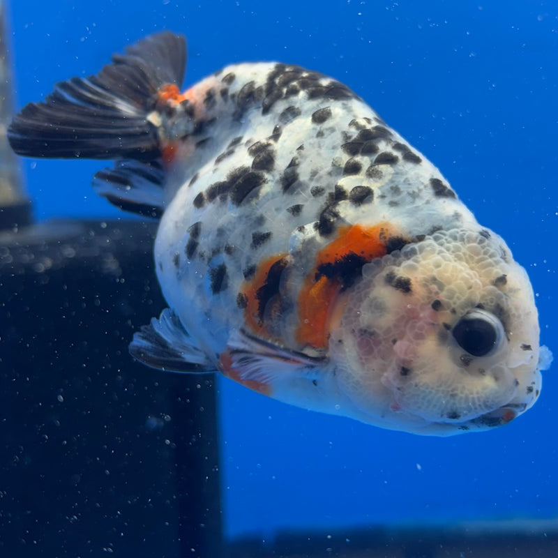 Thai Ranchu Tri-Color Calico 3.5” Body Male(CK-950)R2C03