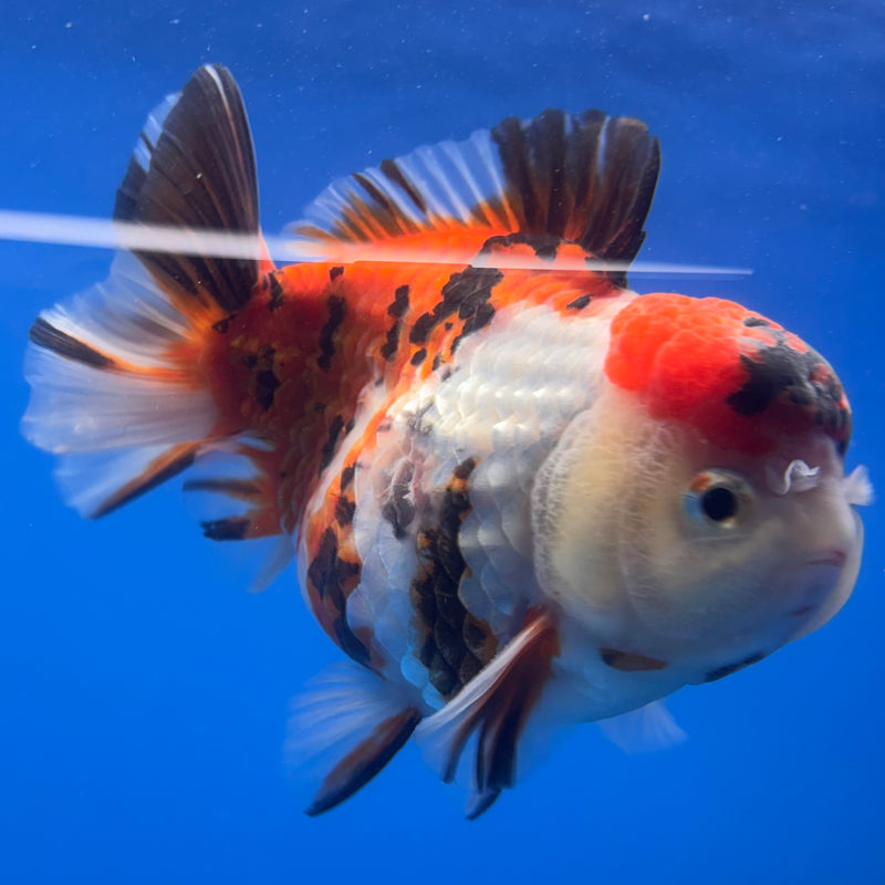 Thai Oranda Tri-Color Calico 4” Body Male(CK-820)R1A07