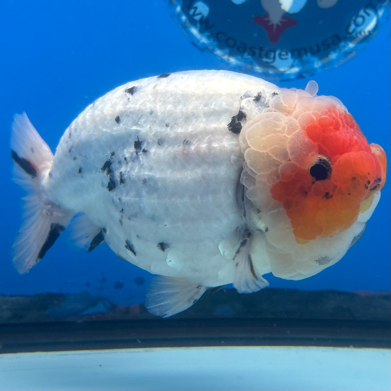 Thai Ranchu JUMBO Calico 4.5” Body Male(BIN-CK-1051)SHOWTANK2