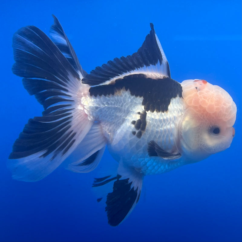 Thai Oranda Panda 3” Body Male(CK-1226)R1B08