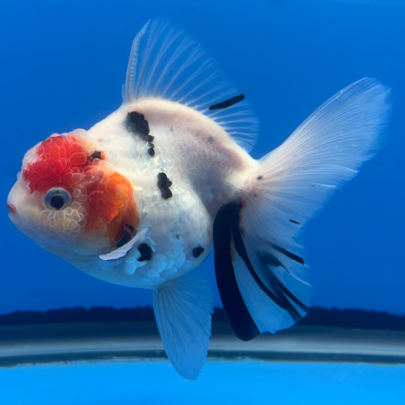 Thai Oranda Tri-Color Calico 3” Body Male(CK-698)R1B07