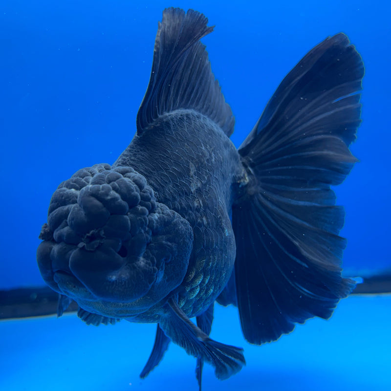Thai Oranda Full Black 3.5” Body Male(CK-620)R1B02
