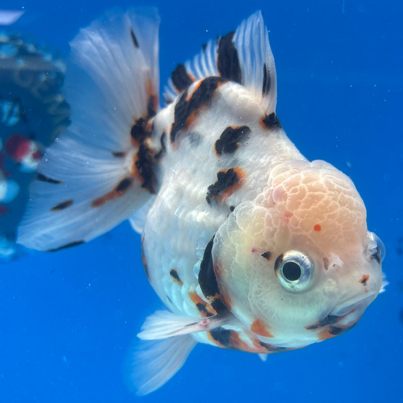 Thai Oranda Tri-Color Tiger Calico 3.5” Body Male(CK-1454)SHOWTANK2