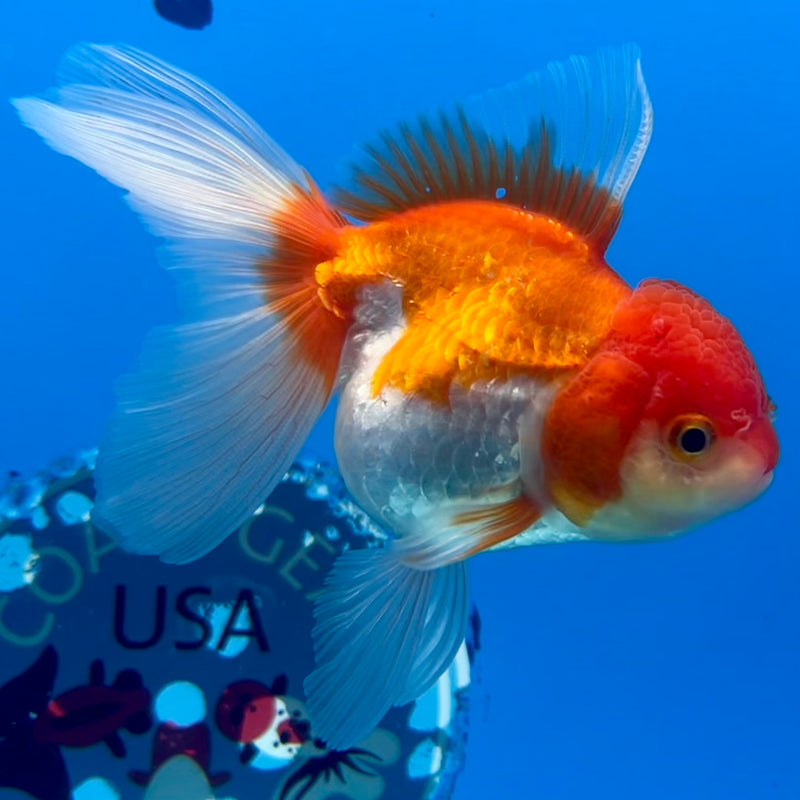 Thai Oranda Red/White 2.5” Body Female(CK-1118)R3A16