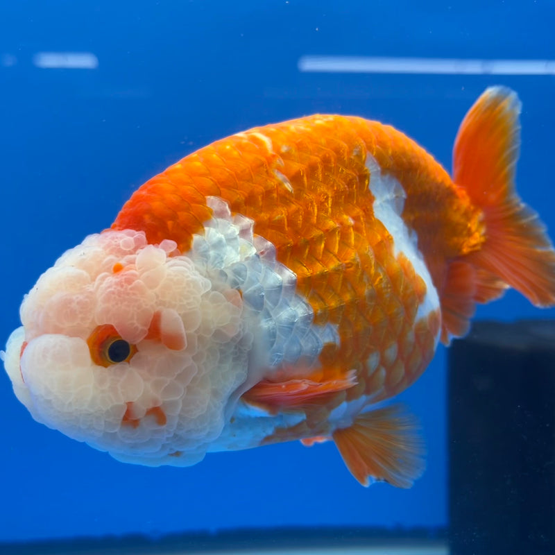 Thai Jumbo Ranchu Red/White 5” Body Male(CK-777)SHOWTANK