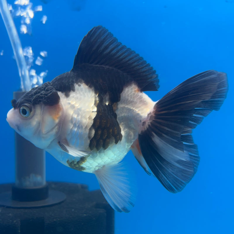 Thai Oranda NOK Tri-Color 3” Body Male(NOK-CK-1193)R3B13