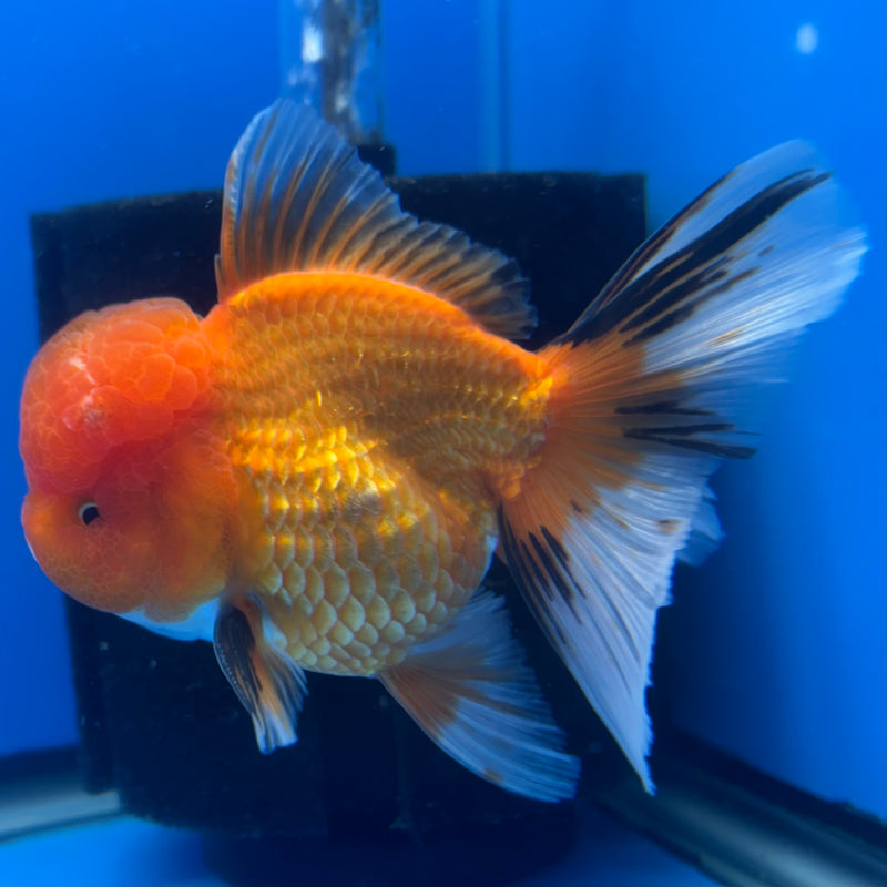 Thai Oranda Tri-Color 3” Body Male(CK-1379)R1B11