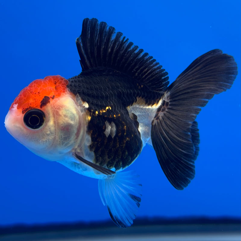 Thai Oranda Tri-Color 2” Body Female(CK-1308)R3B15