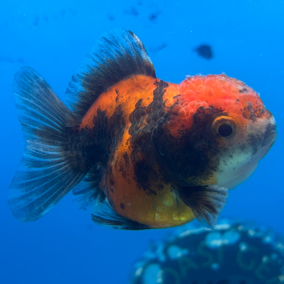 Thai Oranda Calico Yuanbao by SHOGUN 2” Body Female(CK-1593)R3B08