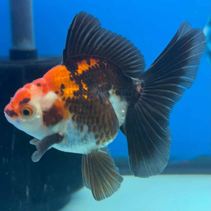 Thai Oranda NOK Apache 2.5” Body Male(NOK-CK-1192)R3B13