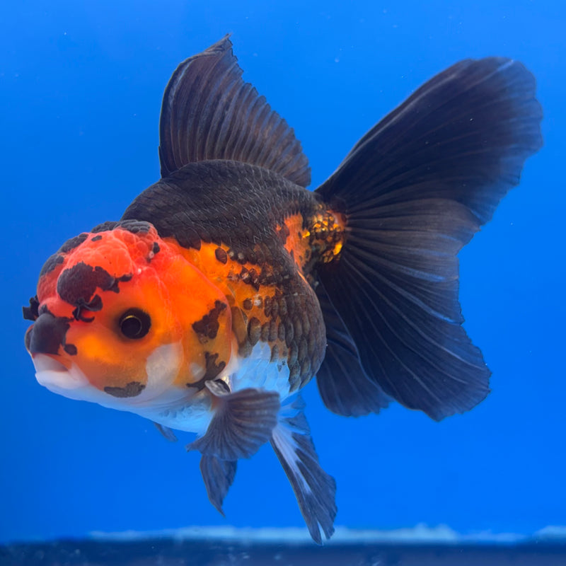 Thai Oranda Apache 3” Body Male(CK-846)R3B19
