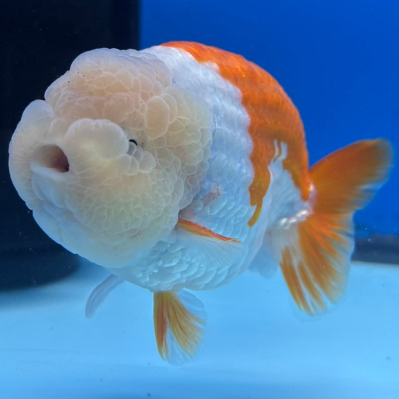 Thai Ranchu Red/White 4” Body Male(BIN-CK-1043)SHOWTANK2