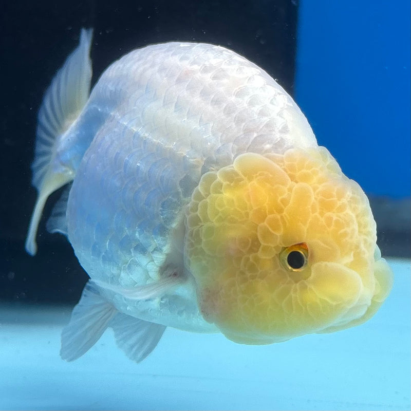 Thai Ranchu Lemon Head White 3” Body Male(CK-995)R3B03