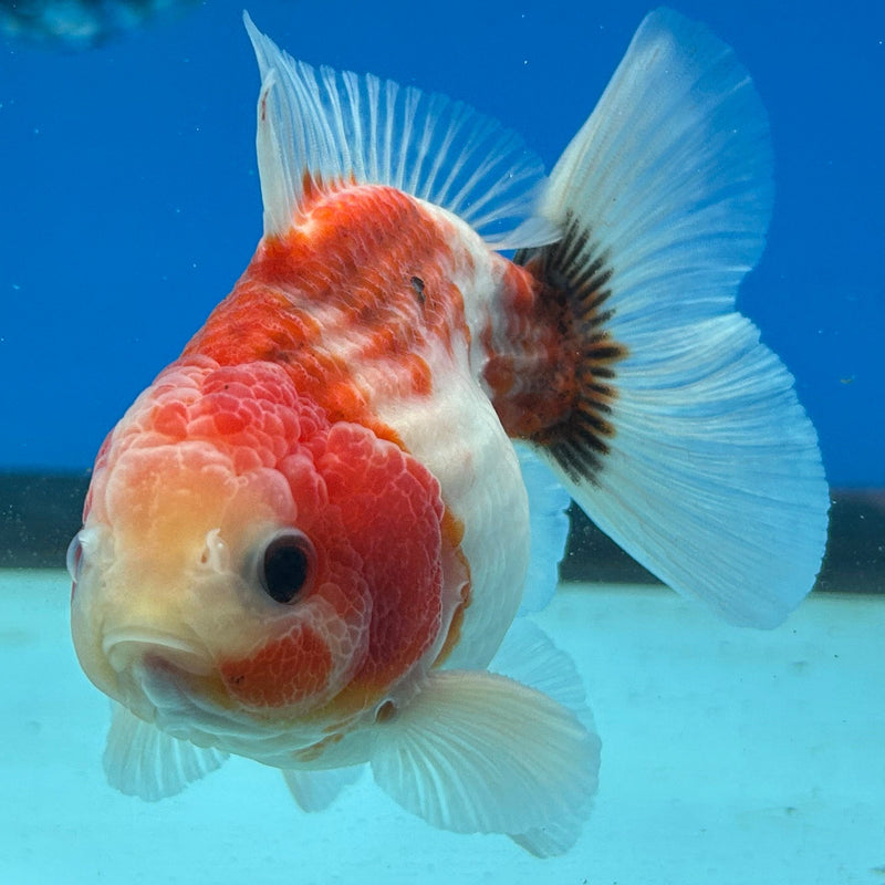 Premium Fancy Sakura Oranda 3.5” Body Male (JCD-202)R2C05