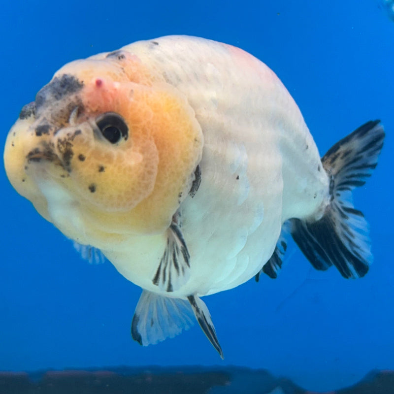 Premium Fancy Goldfish Ranchu White Cow 3.5” Body (JCD-196)R2C05