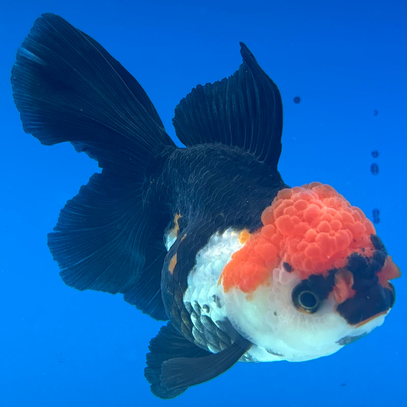 Thai Oranda Apache 3.5” Body Female(CK-936)R1BLUETUB4