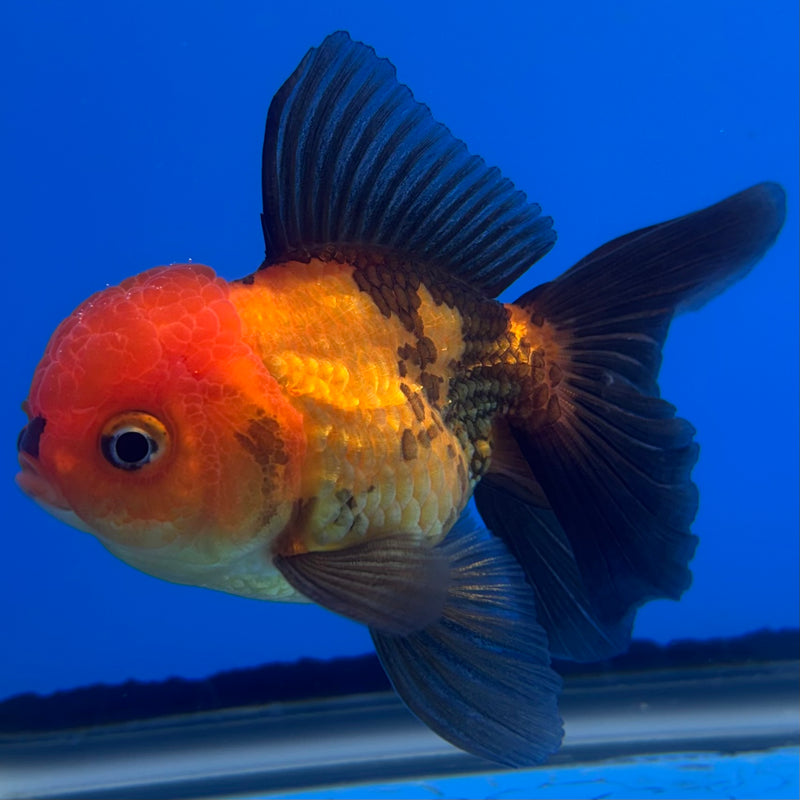 Thai Oranda Apache 2.5” Body Male(CK-1304)R3B17