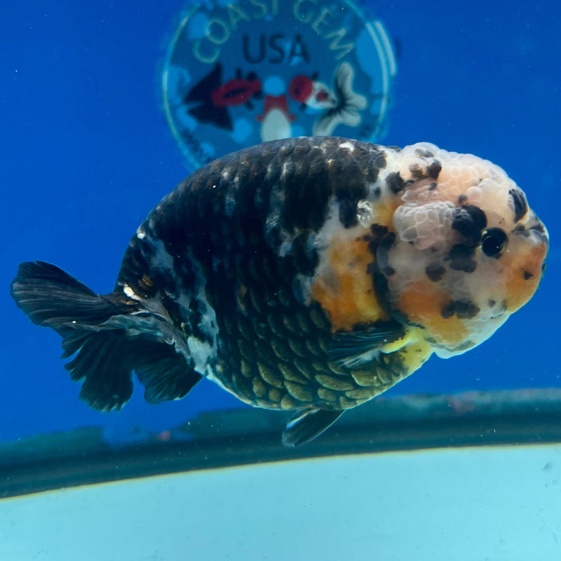 Chinese Ranchu Calico 3.5in Male (FEB-327)R2B01