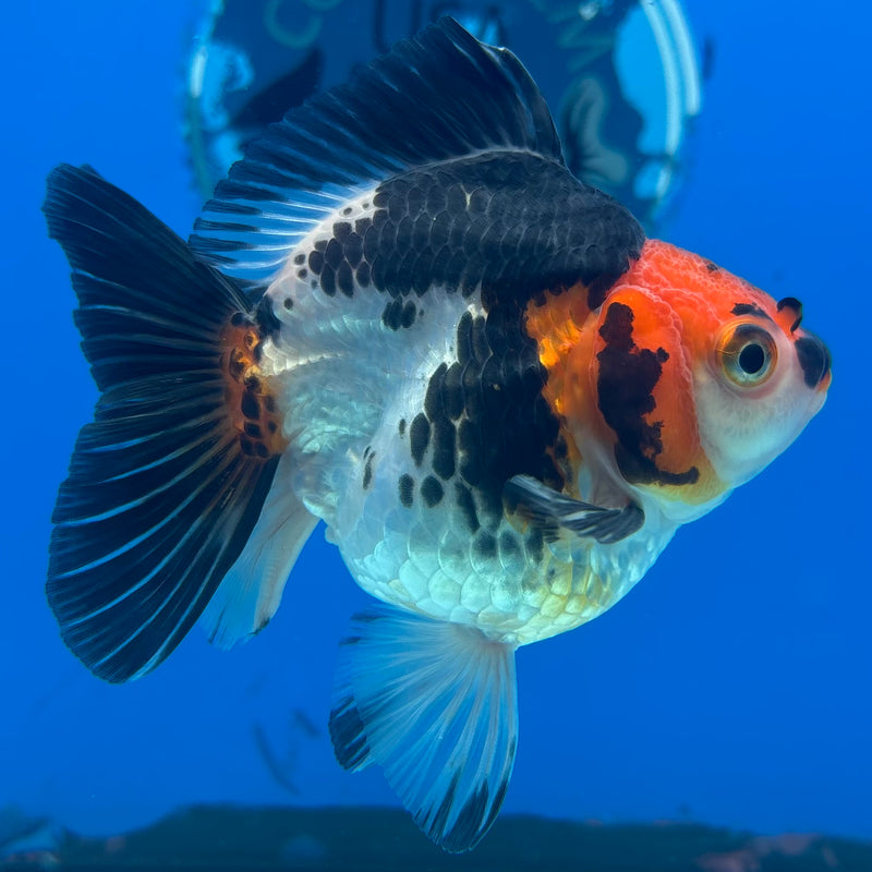 Thai Oranda NOK Apache 3” Body Female(NOK-CK-1189)R3B14