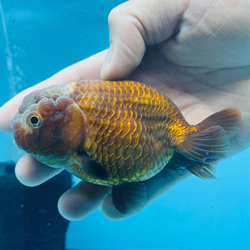 (KP-208) Lavender Ranchu 3'' Male R1B12
