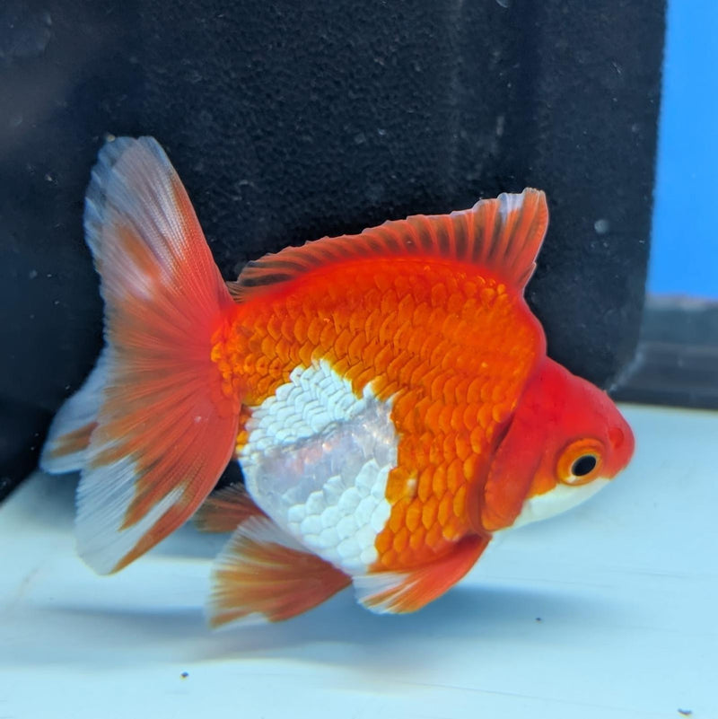(KP-241) Red & White Thai Ryukin 2.5'' Male Show Quality R3B15