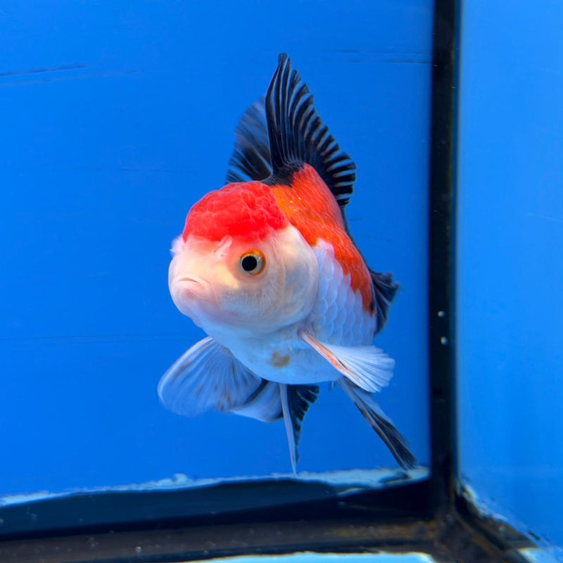 (KP-250) Tri Color Oranda Medium Breed Butterfly Tail 3'' Male R3B11