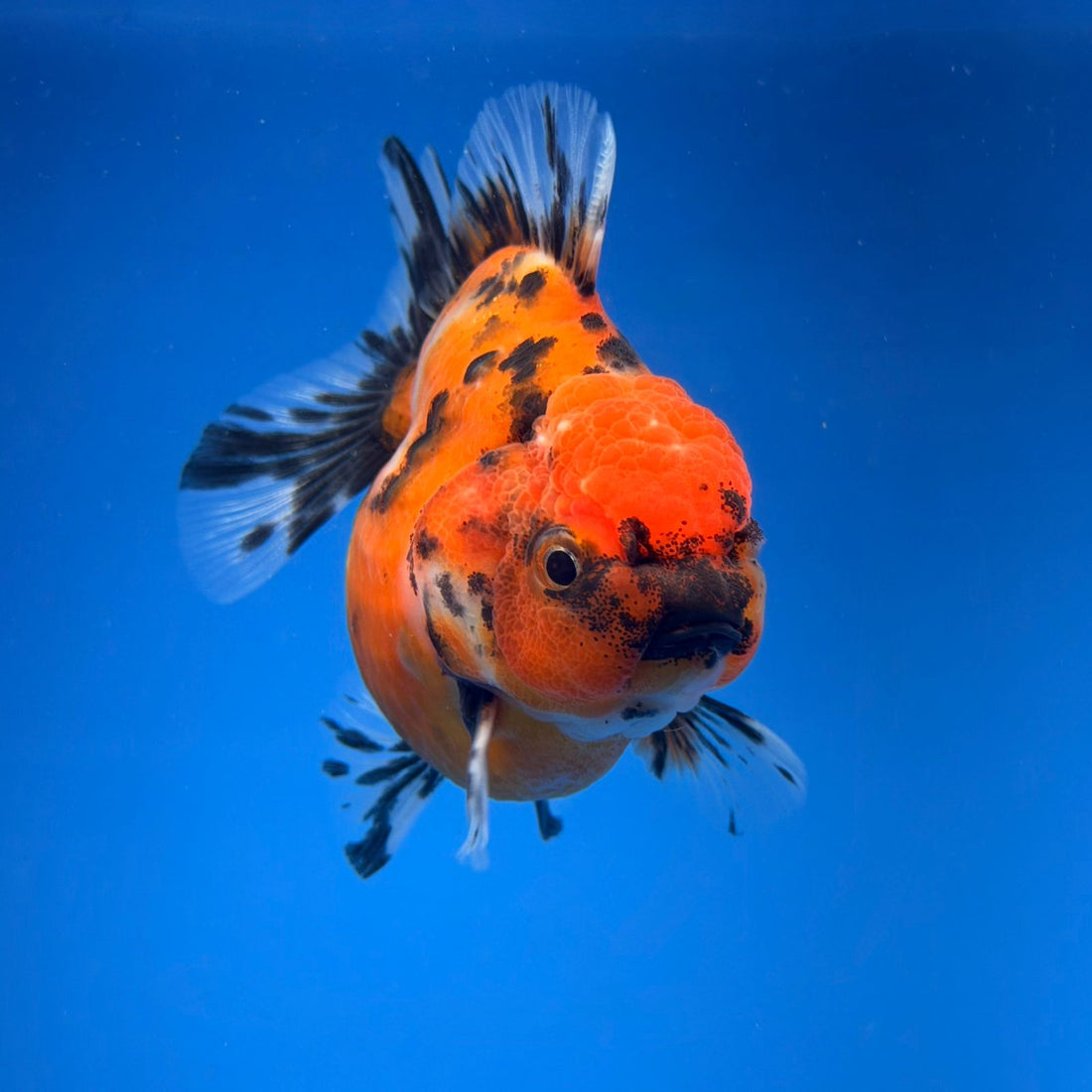 (KP-254) SHOGUN 2.5'' Calico Oranda (TUB15)