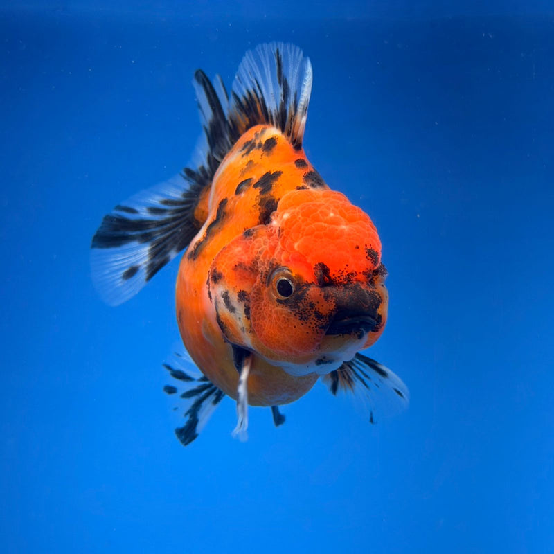 (KP-254) SHOGUN 2.5'' Calico Oranda (TUB15)