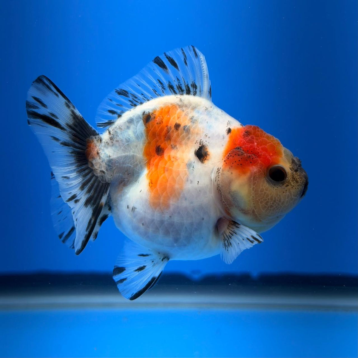(KP-256) SHOGUN 2.5'' Calico Oranda (TUB15)
