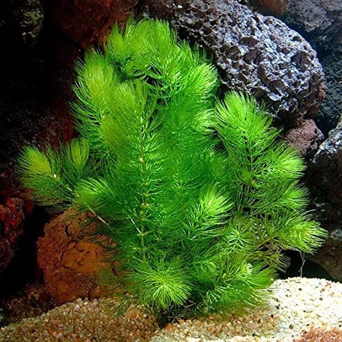 CERATOPHYLLUM DEMERSUM (HORNWORT)
