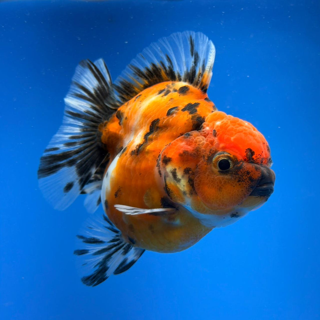 (KP-254) SHOGUN 2.5'' Calico Oranda (TUB15)