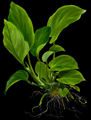 ANUBIAS BARTERI VAR BARTERI XL LOOSE