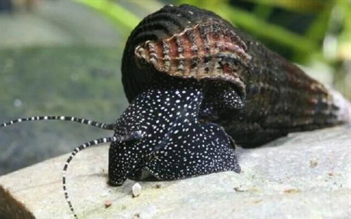 WHITE SPOTTED RABBIT SNAIL