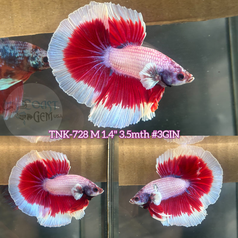 Live Male Betta Purple pink Salamander Halfmoon (TNK-728)S233 High quality what you see what you get!!