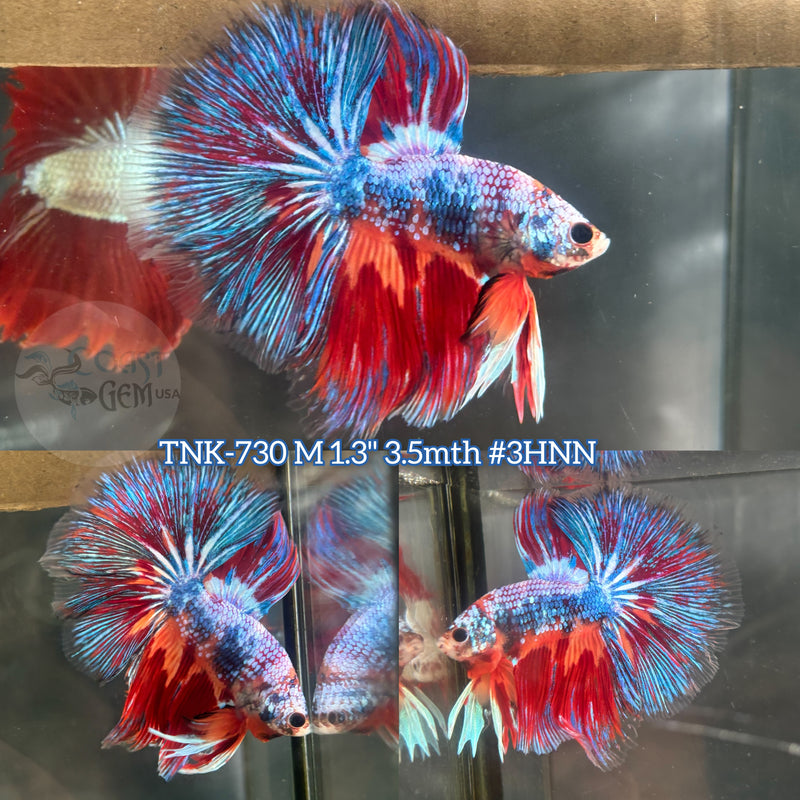 Live Male Betta Fire Fancy Koi Halfmoon (TNK-730)S303 High quality what you see what you get!!