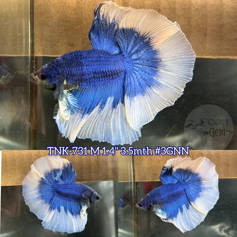Live Male Betta Blue Butterfly Halfmoon (TNK-731)S309 High quality what you see what you get!!