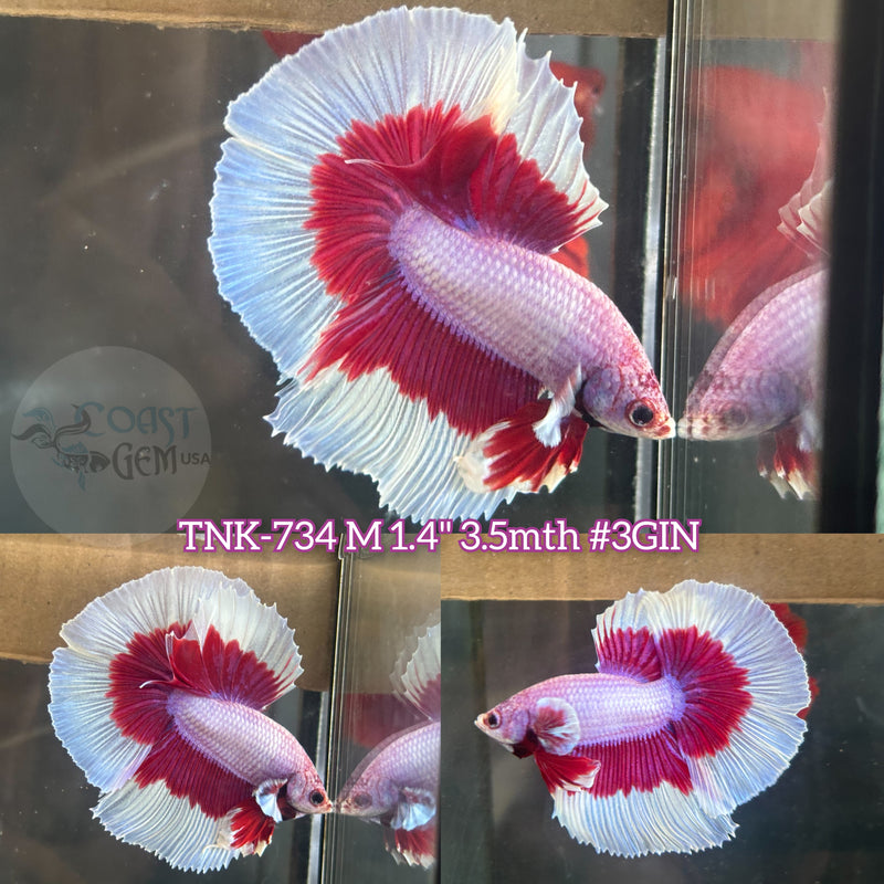 Live Male Betta Purple Red Salamander Halfmoon (TNK-734)S312 High quality what you see what you get!!