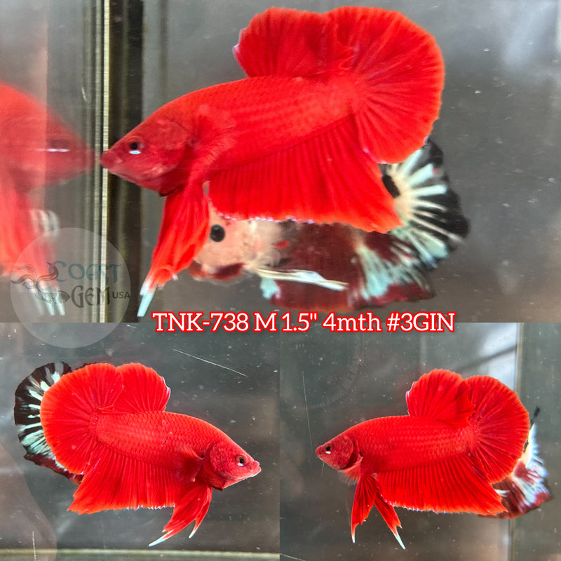 Live Male Betta Super Red Solid color Plakat (TNK-738)S029 High quality what you see what you get!!