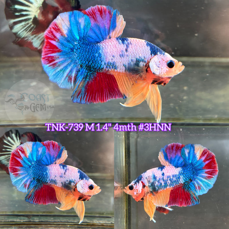 Live Male Betta Candy marble mixed colors Plakat (TNK-739) S103 High quality what you see what you get!!