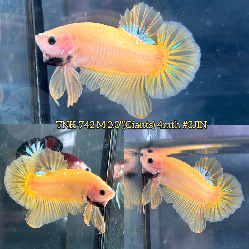 X Live Male Betta Fancy Yellow Light color Giants Plakat (TNK-742) High quality what you see what you get!!
