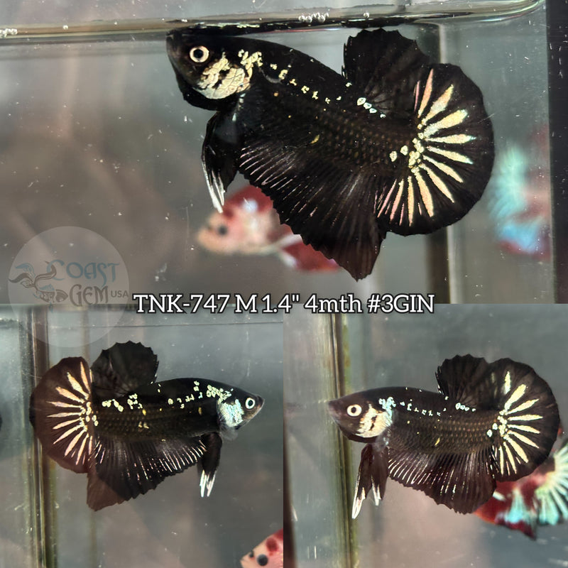Live Male Betta Black Samurai Plakat (TNK-747)S182 High quality what you see what you get!!
