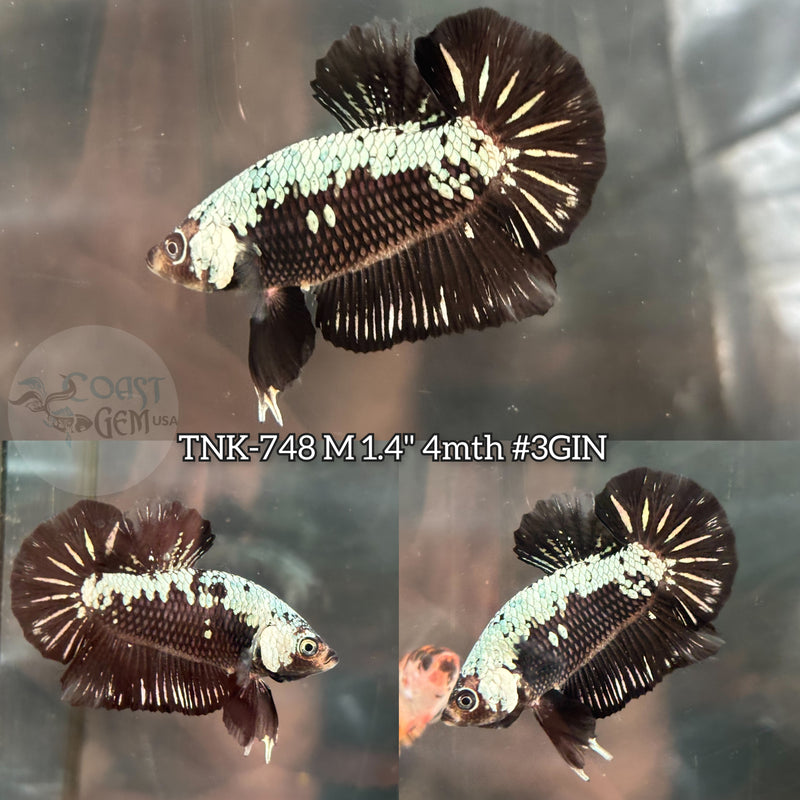 Live Male Betta Black Samurai Plakat (TNK-748)S244 High quality what you see what you get!!