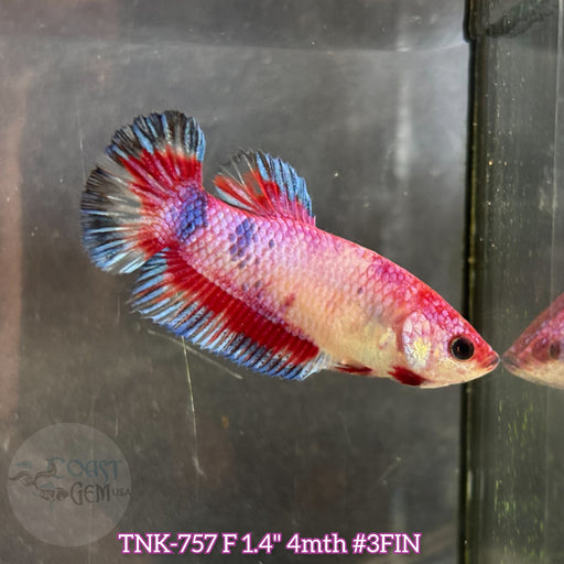Live Female Betta Fancy Red Base Startail Plakat (TNK-792) S313 High quality what you see what you get!!