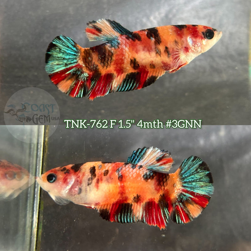 Live Female Betta Fancy Koi Metallic Plakat (TNK-762)X High quality what you see what you get!!