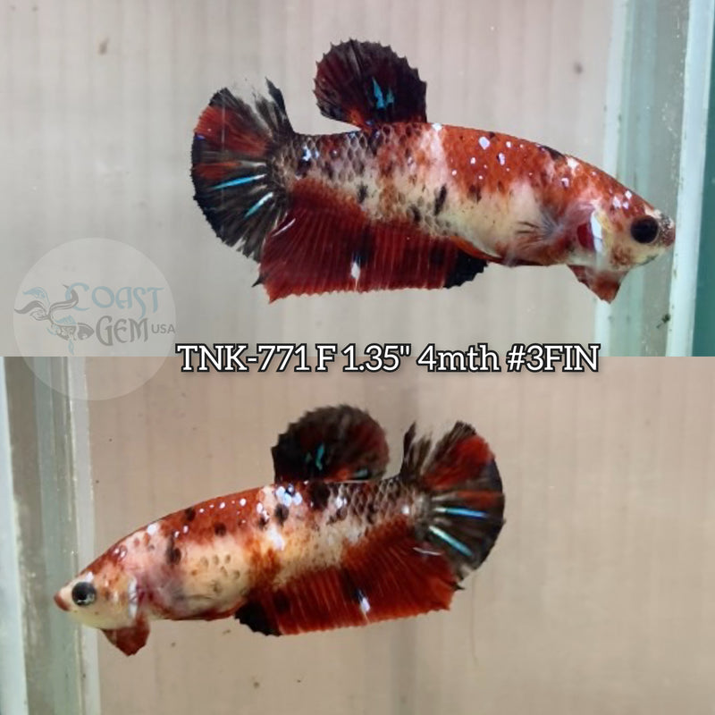 Live Female Betta Red Galaxy Koi Plakat (TNK-771)S137 High quality what you see what you get!!