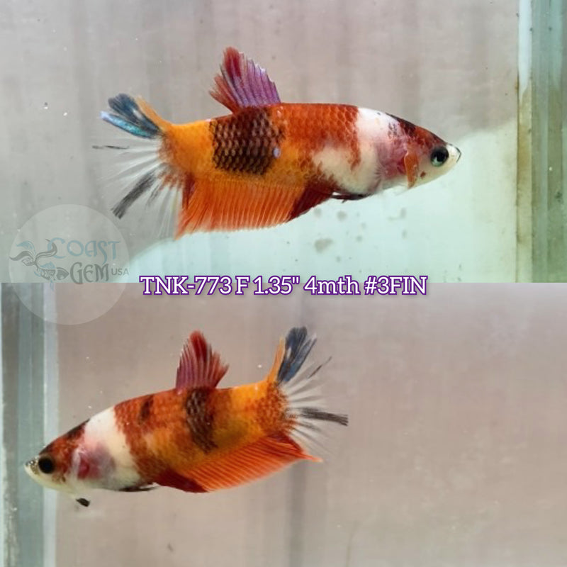 Live Female Betta Nemo Koi Plakat (TNK-773)S140 High quality what you see what you get!!