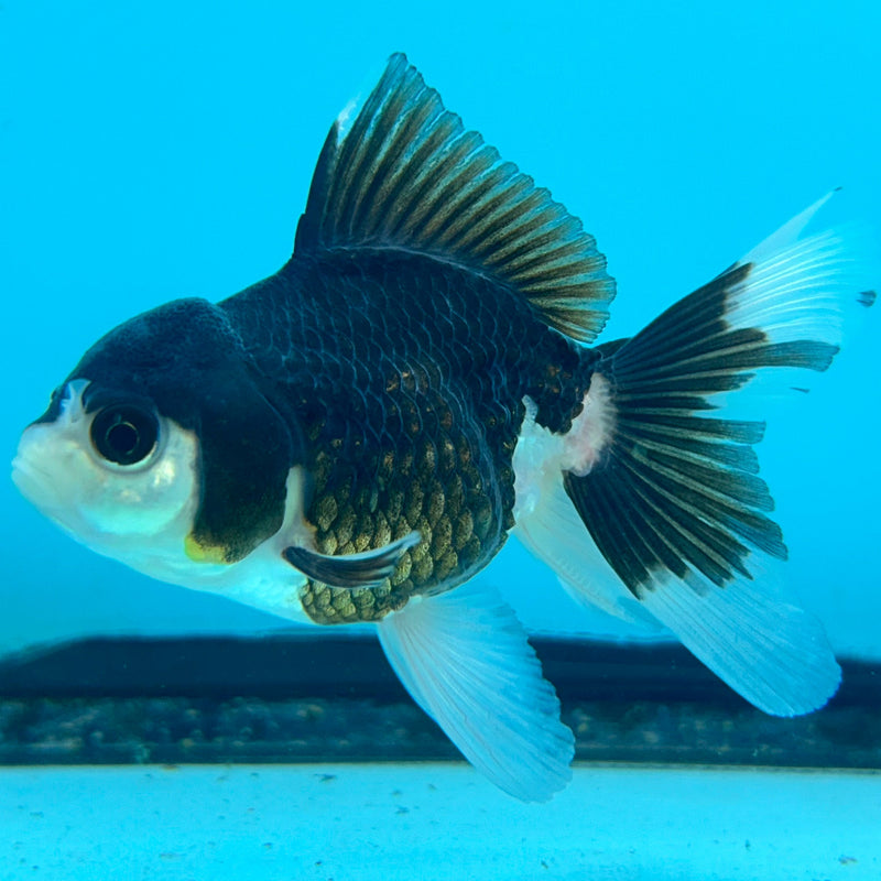 Thai Panda Oranda 2”Body Female (JCD-109)R4B05