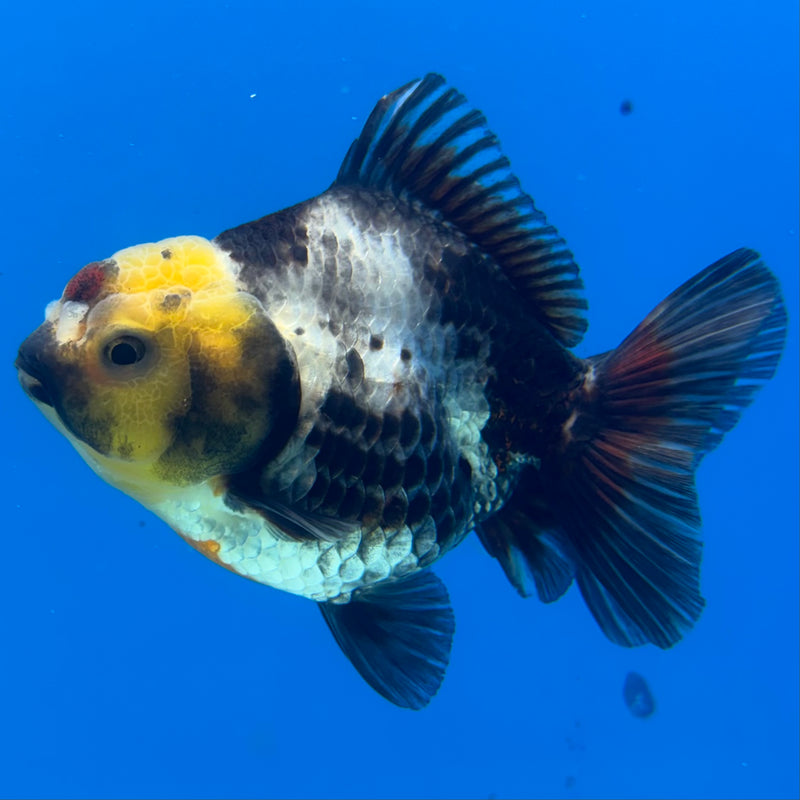Thai Oranda Lemon Head Tri-Color 3” Body Male(CK-1024)R3B11